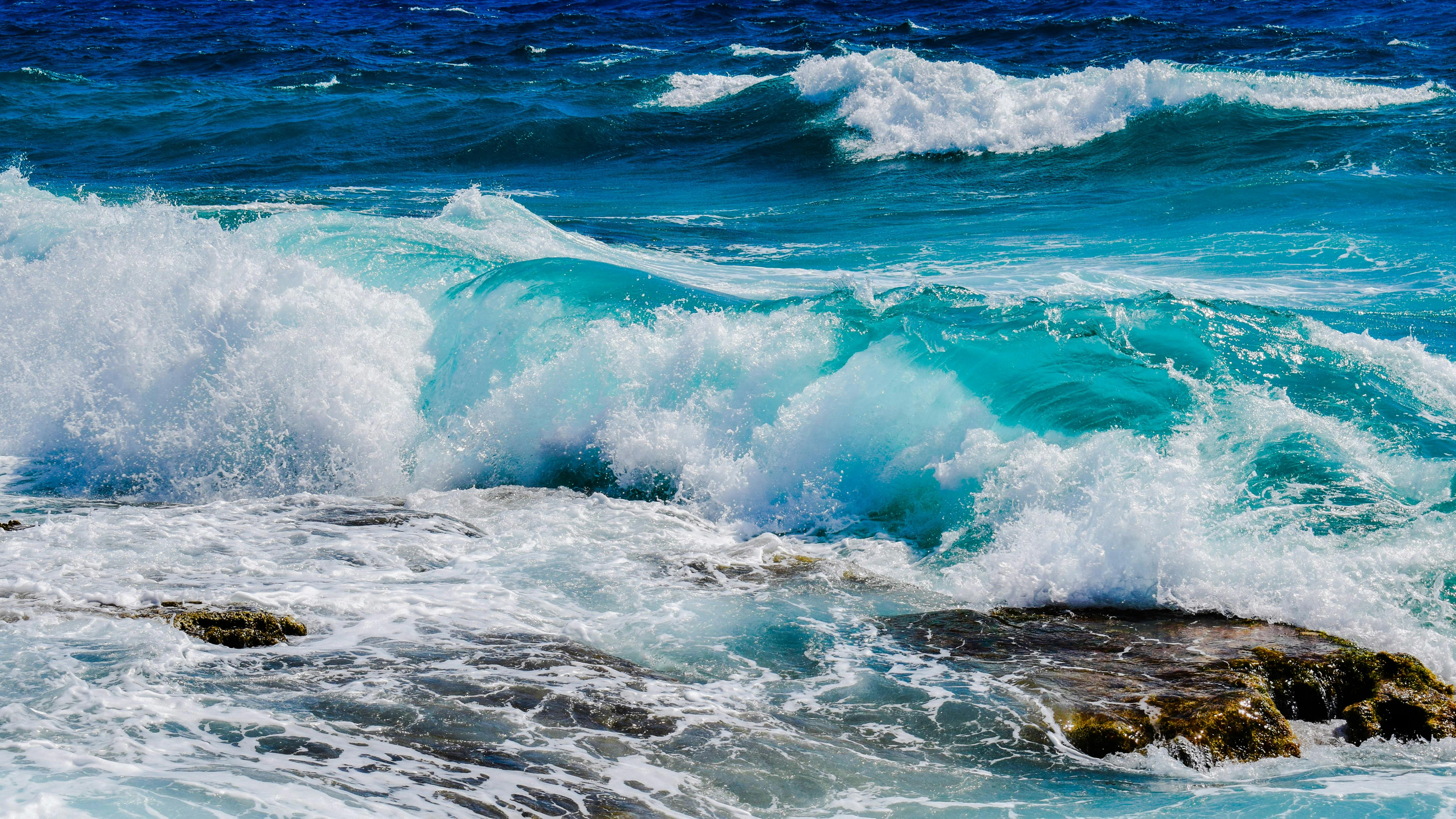 Why Marine Creatures Can Live in Seawater—But Humans Can’t